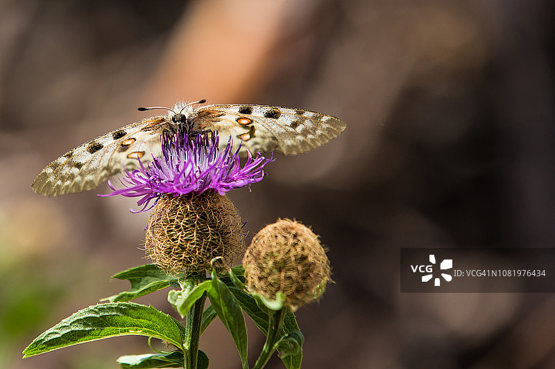 高山蓟上的阿波罗绢蝶图片素材