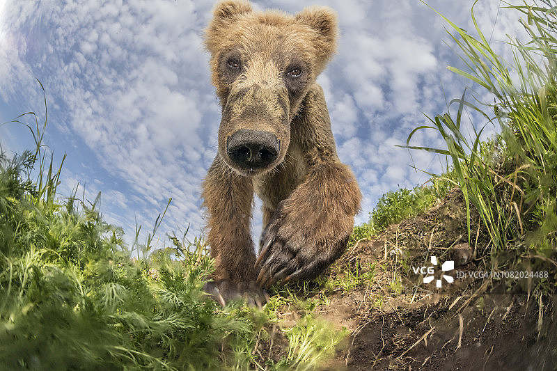 好奇的棕熊图片素材