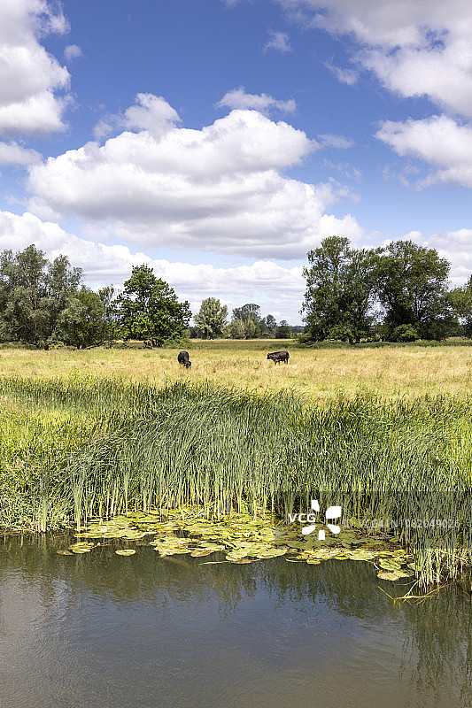 康斯太勃尔乡村的夏季：英国萨福克郡朗梅尔福德斯图尔河边的牧场图片素材
