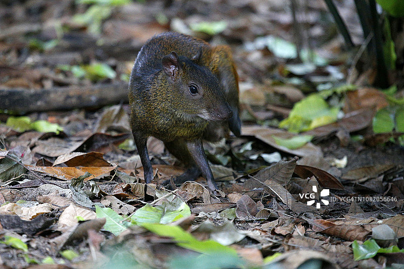 巴西亚马逊地区的刺豚鼠图片素材