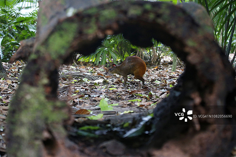 巴西亚马逊地区的刺豚鼠图片素材