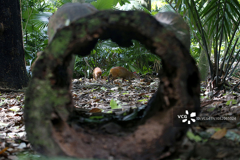 巴西亚马逊地区的刺豚鼠图片素材