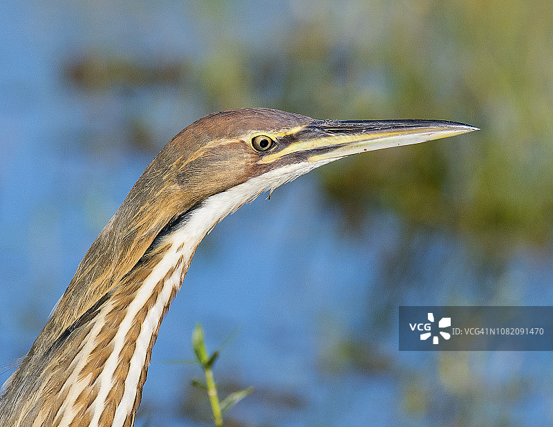 美洲麻鹭头部特写图片素材