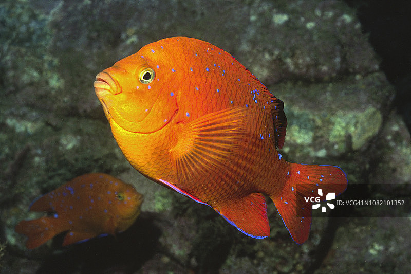 中间相位的加里波第图片素材