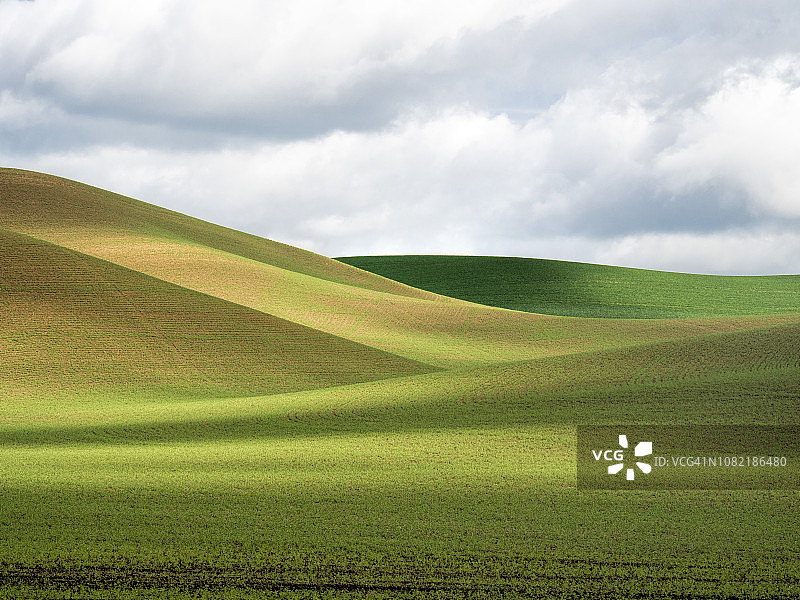 阳光与阴影穿梭于春季扁豆田图片素材
