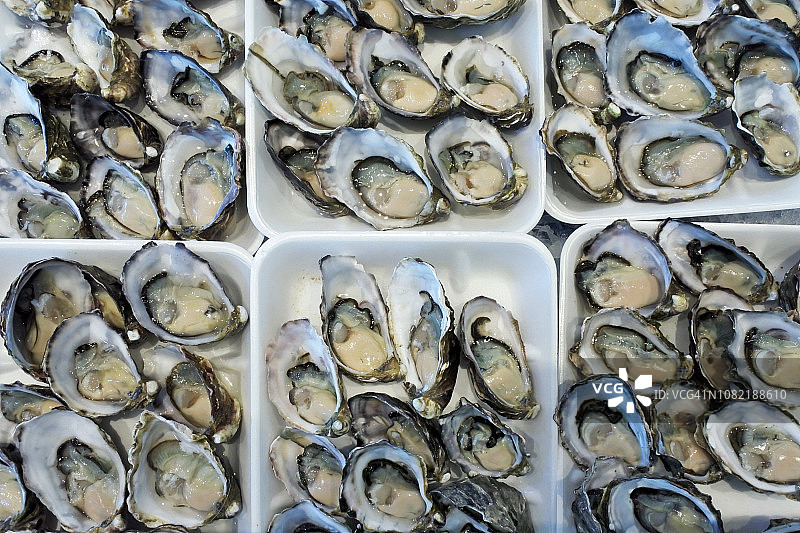 悉尼岩蚝图片素材