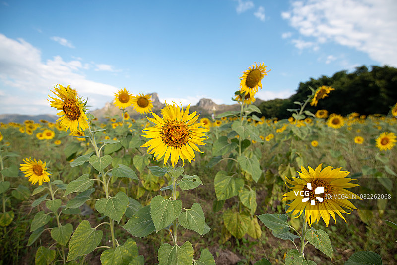 向日葵花田图片素材