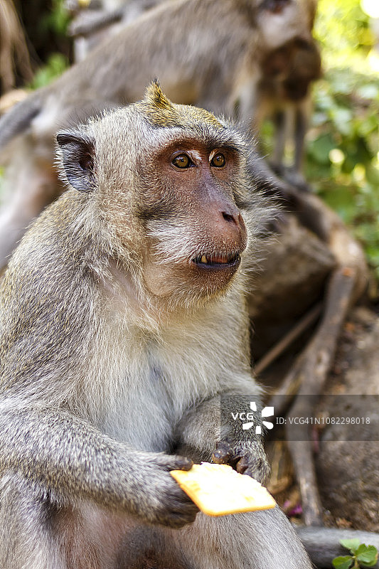 印度尼西亚猕猴：森林居民，巴厘岛猴子，食蟹猴图片素材