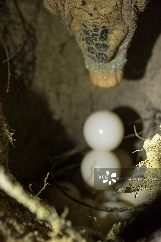 海龟蛋图片素材