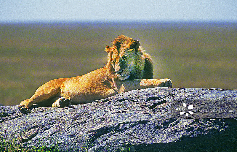 在坦桑尼亚睡觉的年轻非洲雄狮图片素材