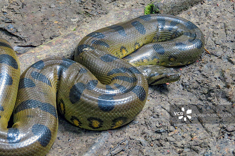 躺在地上的黄色森蚺图片素材