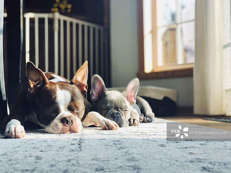 波士顿梗犬和法国斗牛犬幼犬在地毯上的阳光中休息图片素材