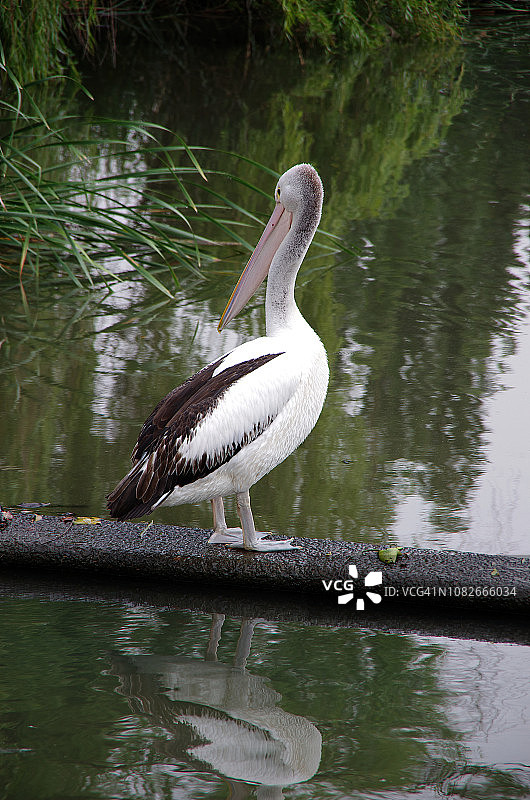 澳大利亚鹈鹕（斑嘴鹈鹕），站立在堪培拉内朗池沼泽溪的岸边图片素材