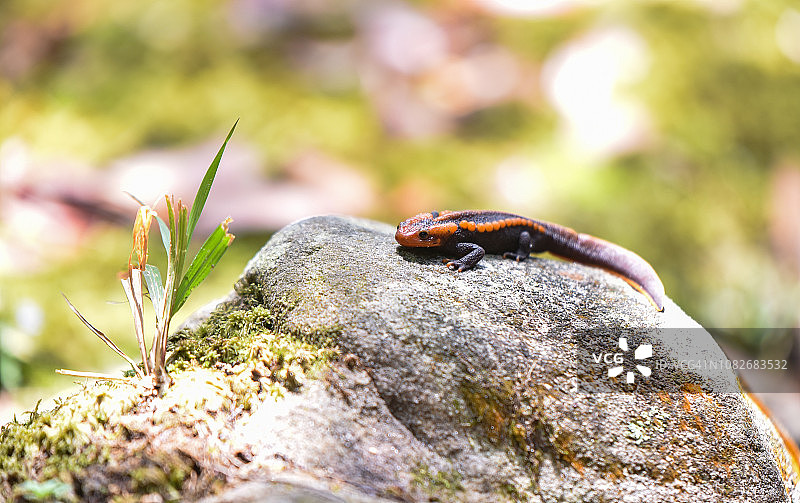 岩石上的橙黑色斑点火蜥蜴图片素材