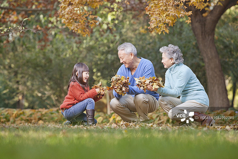 中国夫妇和孙女一起捡拾秋叶图片素材