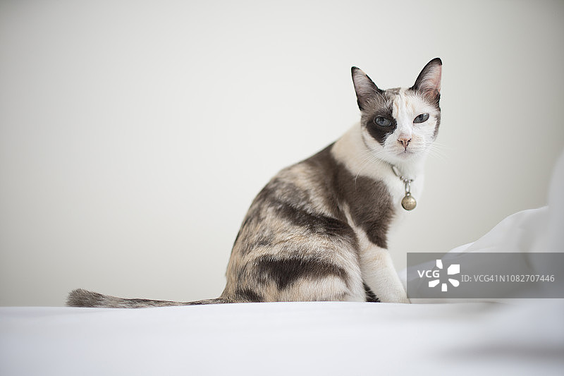 床上暹罗猫小猫特写图片素材