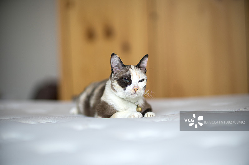 床上暹罗猫小猫特写图片素材