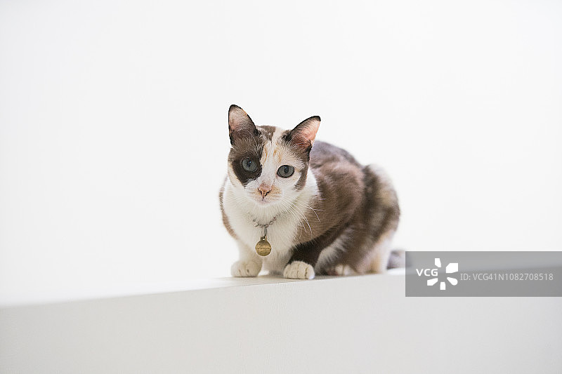 床上暹罗猫小猫特写图片素材