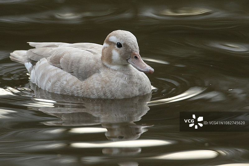 在湖中游泳和觅食的漂亮雌性环颈鸭图片素材