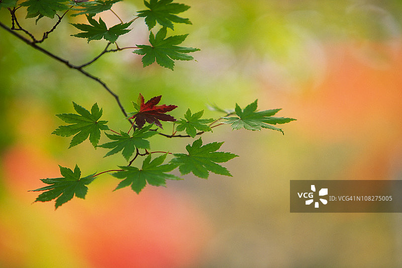 日本秋色图片素材