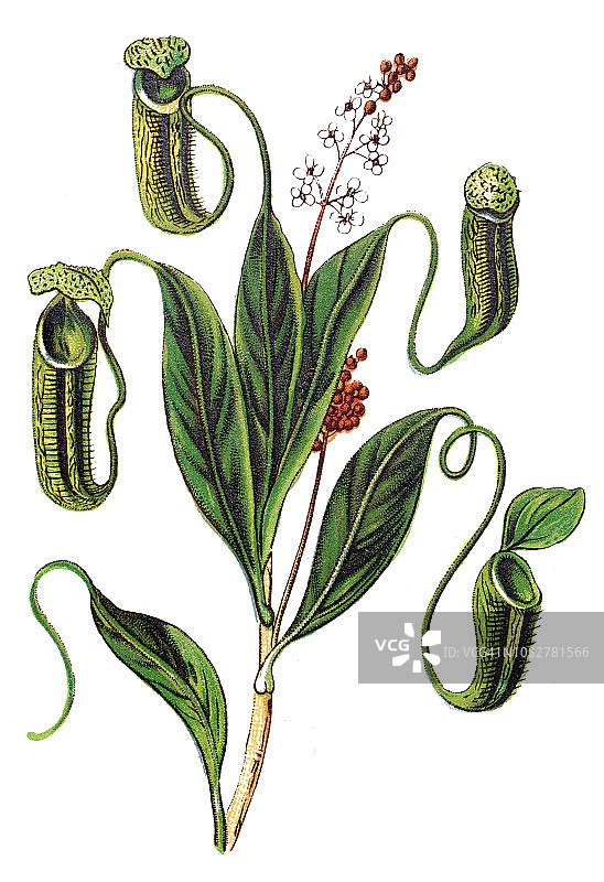 斯里兰卡特有的奇异猪笼草图片素材