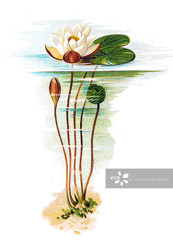 欧洲白睡莲图片素材