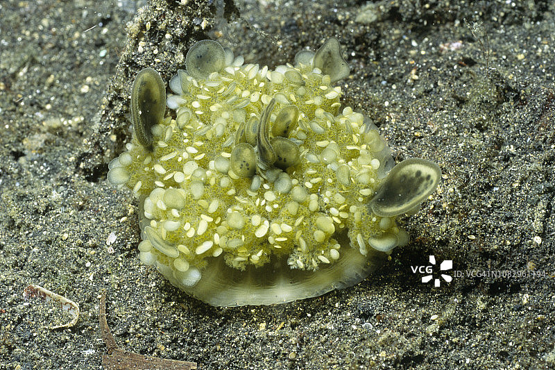 倒立水母图片素材