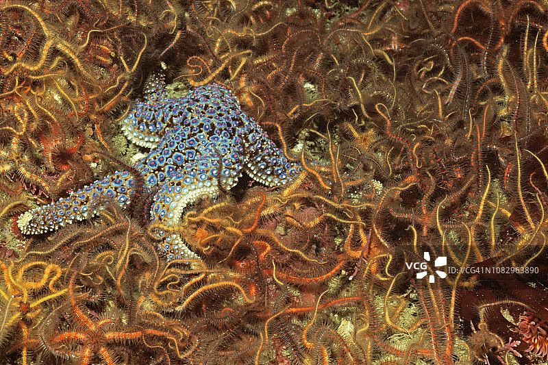 巨型棘星海星与棘蛇尾海星图片素材