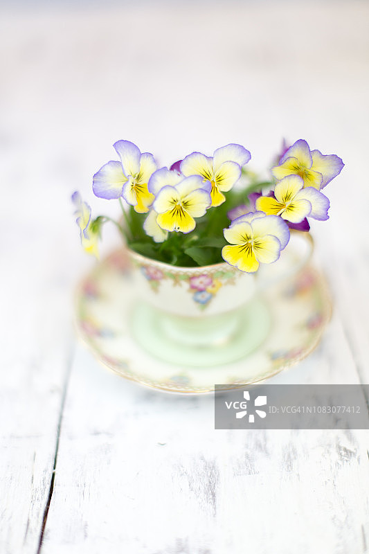 梦幻般的古董茶杯中的紫罗兰图片素材