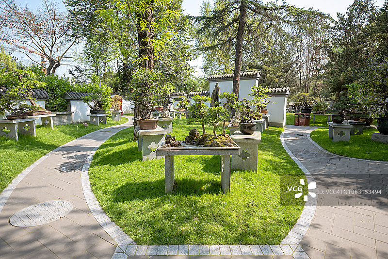 盆景树小路图片素材