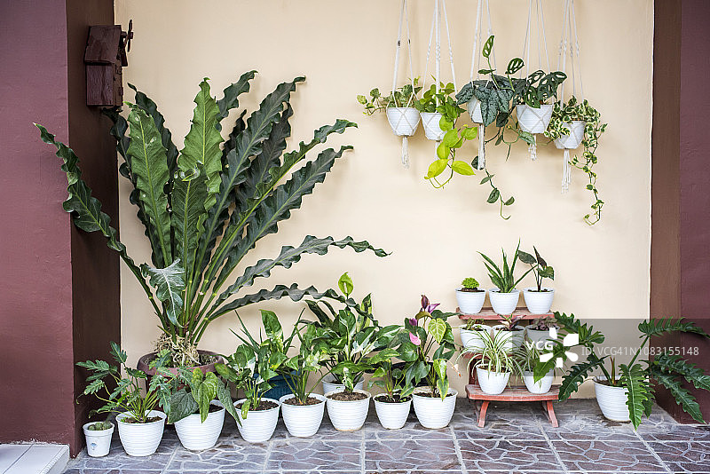 室内盆栽合集图片素材