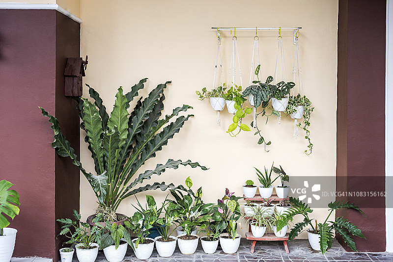 室内盆栽合集图片素材