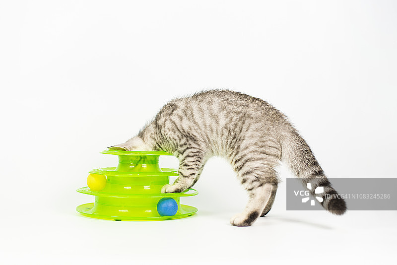 白色背景下的虎斑小猫图片素材