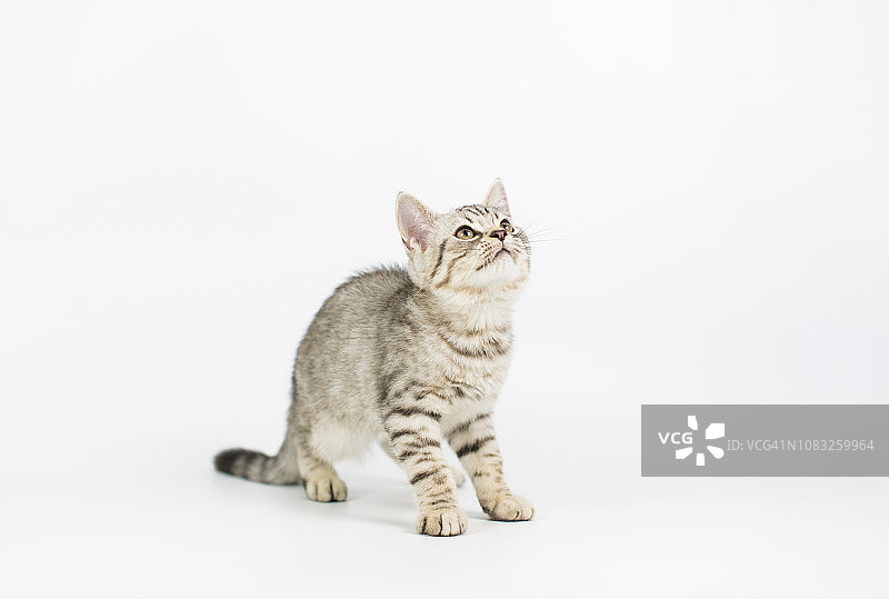 白色背景下的虎斑小猫图片素材