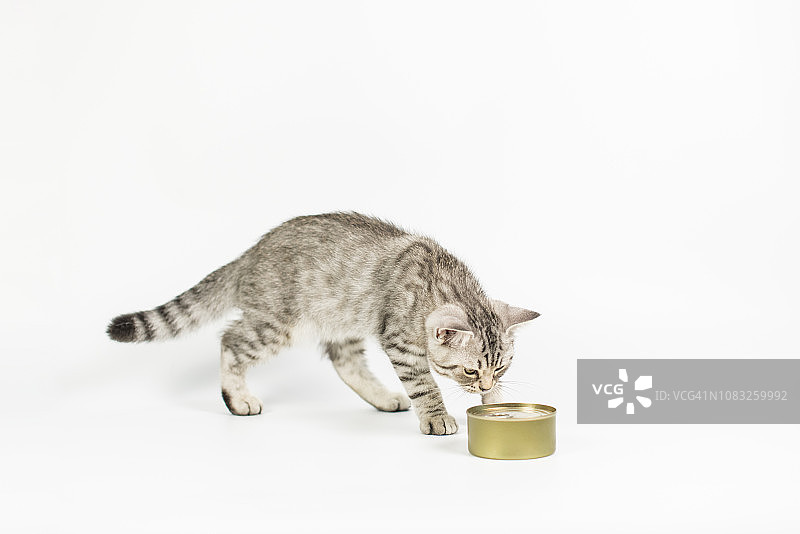 白色背景下的虎斑小猫图片素材