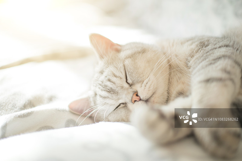 小猫在沙发上睡觉图片素材