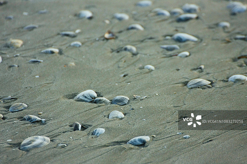黑海海岸线上的贝壳和植物装饰的沙滩图片素材