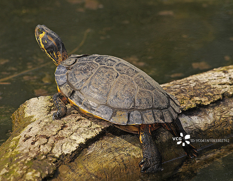 黄腹彩龟图片素材