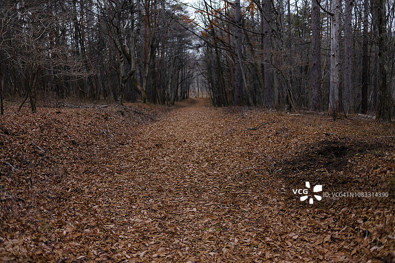 铺满落叶的森林小径图片素材
