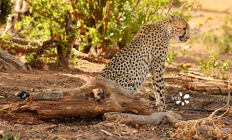 野生猎豹在树下休息图片素材