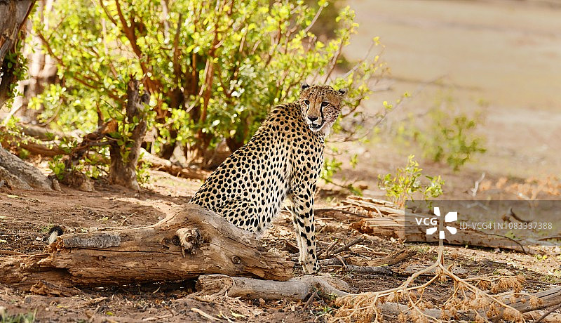 野生猎豹在树下休息图片素材