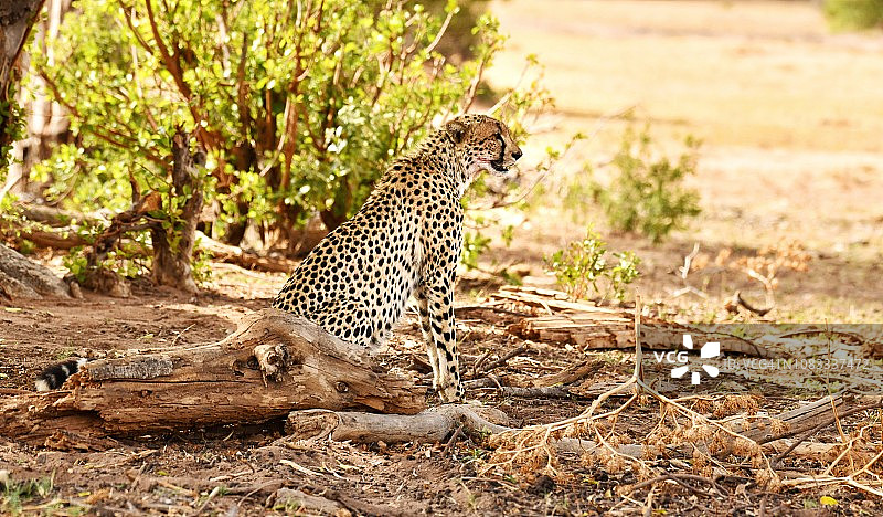 树下的野生猎豹图片素材