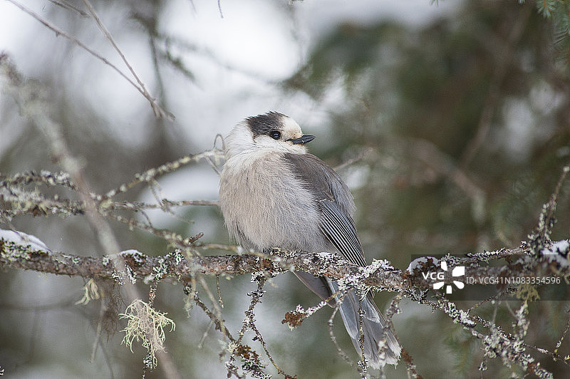冬季栖息在树枝上的加拿大灰噪鸦图片素材