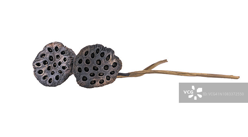 白色背景上的干莲蓬特写图片素材