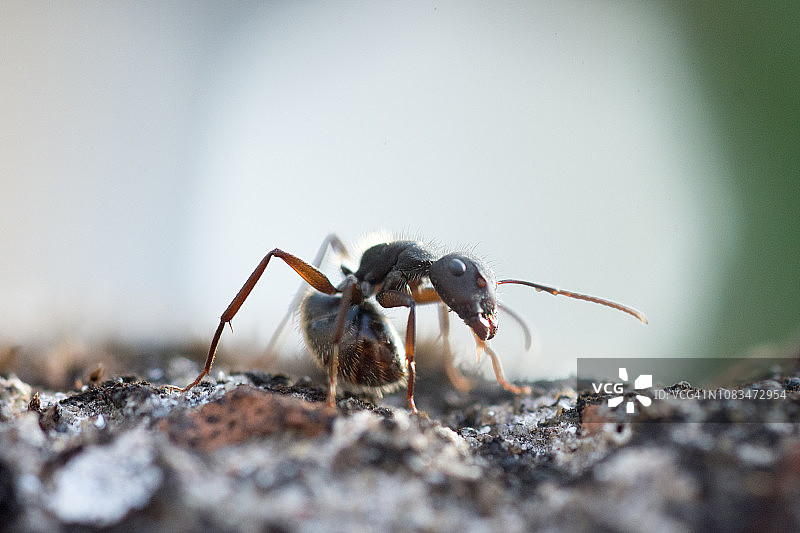 黑蚂蚁图片素材