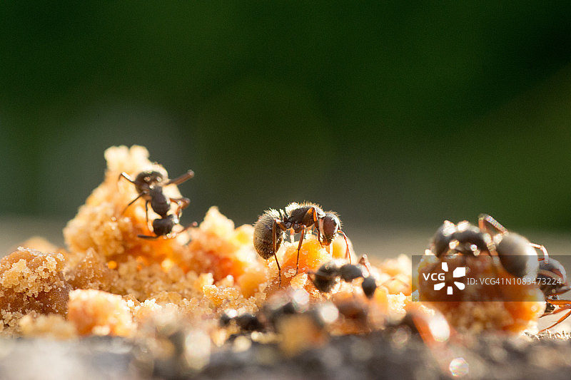 在户外吃红糖的黑蚂蚁图片素材
