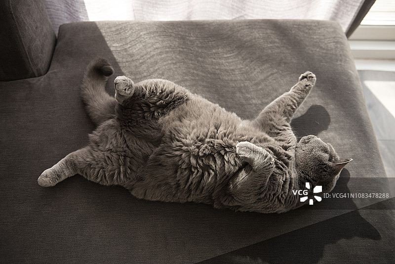 英国短毛猫躺在沙发上，旁边是落地门图片素材