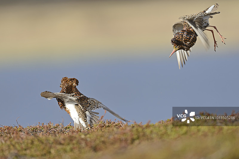 求偶炫耀的流苏鹬图片素材