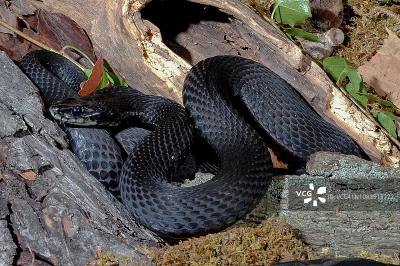 黑化束带蛇图片素材