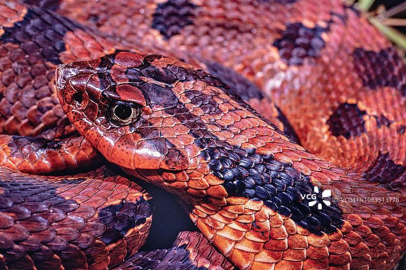 红色相位的东部猪鼻蛇图片素材